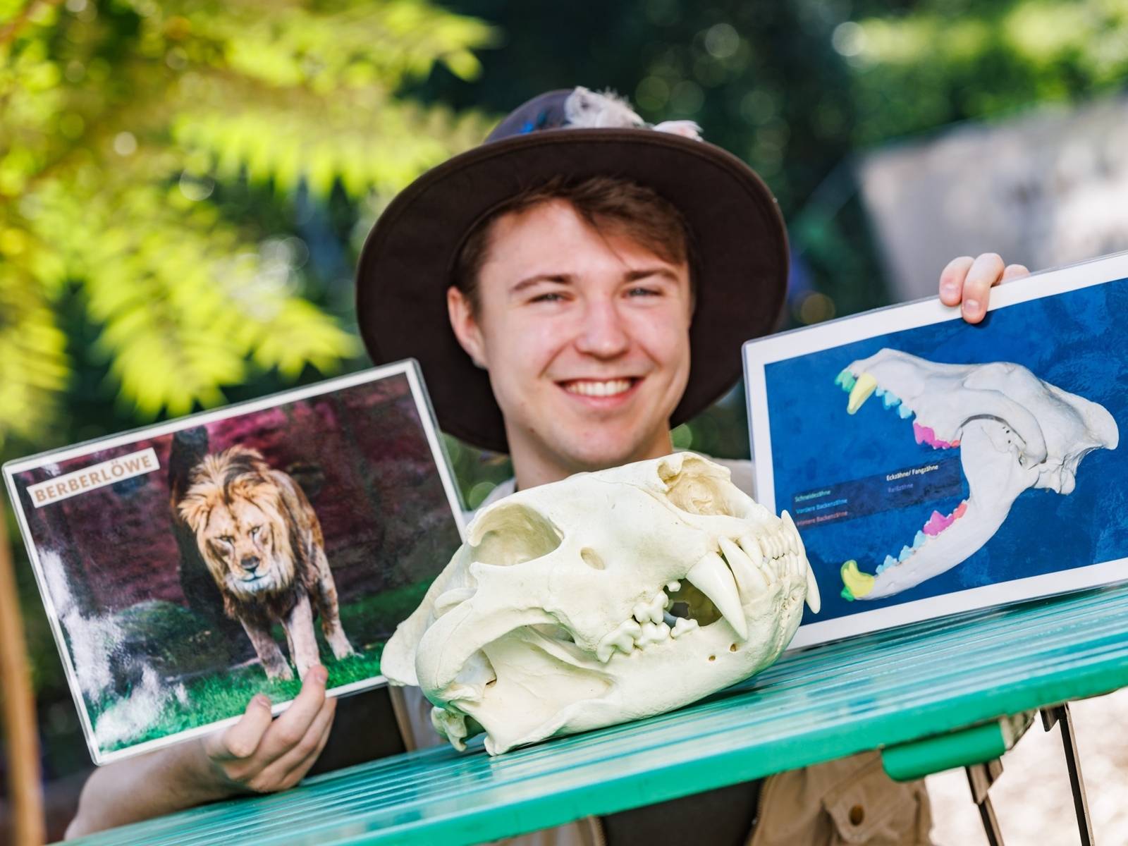 Im Vordergrund die Nachbildung eines Löwenschädels. Im Hintergrund werden Schaubilder zu Berberlöwen von einer Person hochgehalten.