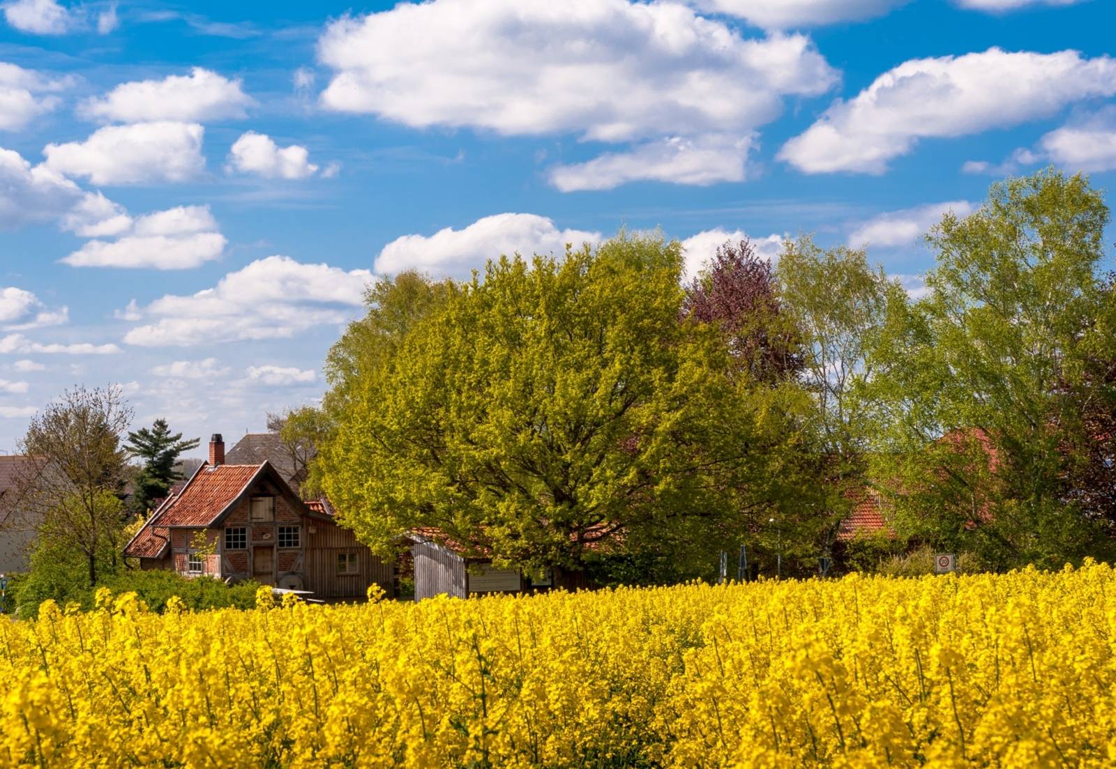 Ein altes Backhaus, im Vordergrund ein blühendes Rapsfeld