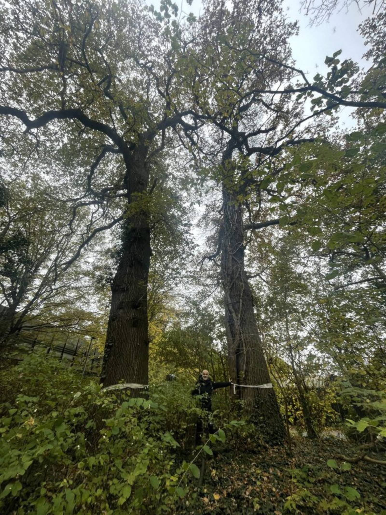 Zwei Eichen