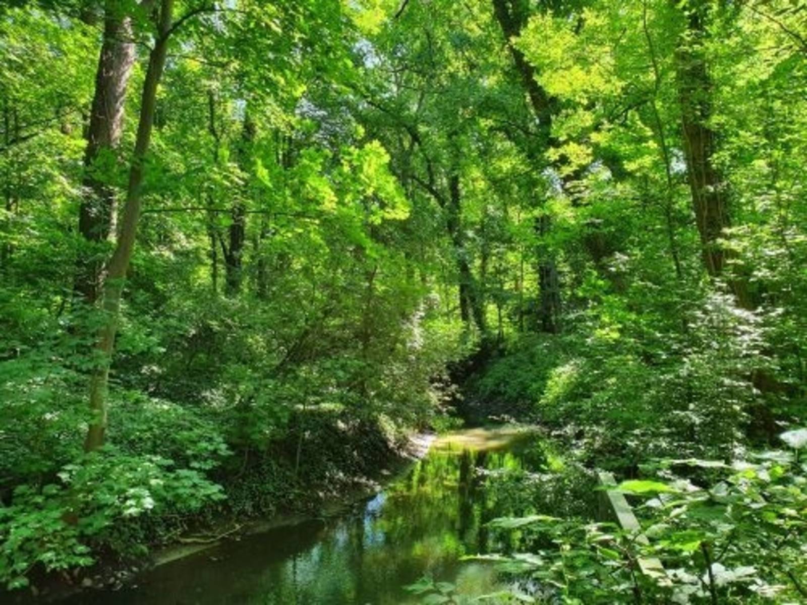 Blick in den nördlichen Ricklinger Wald