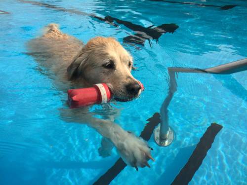 Ein Golden Retriever im Freibad