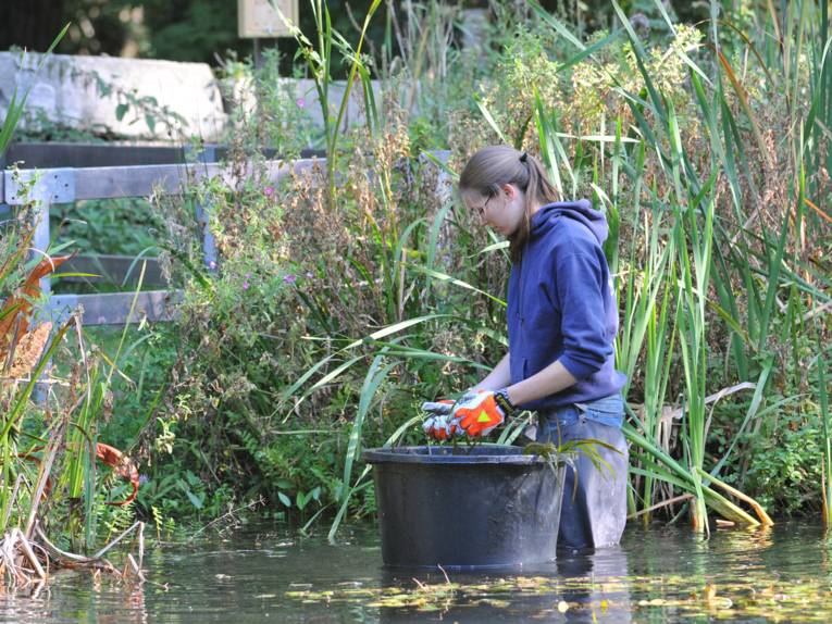 Arbeit im Teich