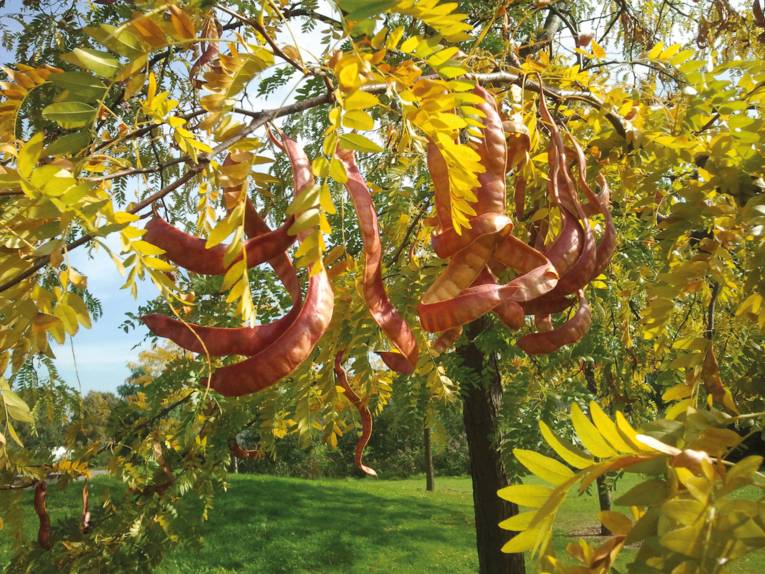 Baum mit Blättern, die sich langsam verfärben und Früchten in Form von Schoten.