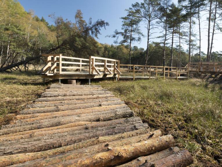 Kiefernstämme, die zu einem Weg aneinandergereiht, auf dem Moor liegen