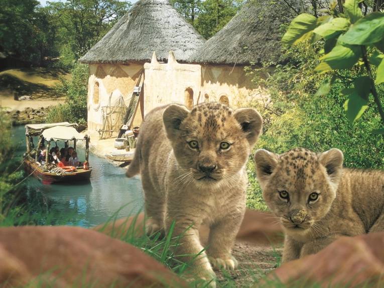 Zwei Löwenbabys schauen in die Kamera