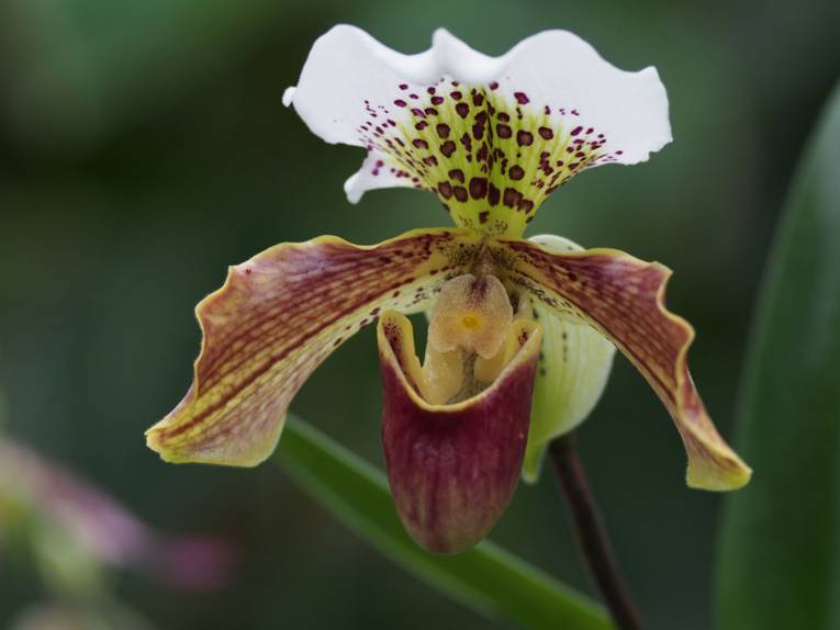 Paphiopedilum 'Chants Temple'