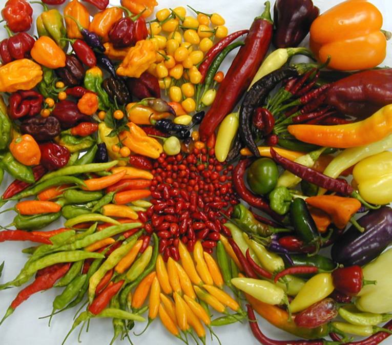 Chili-Vielfalt