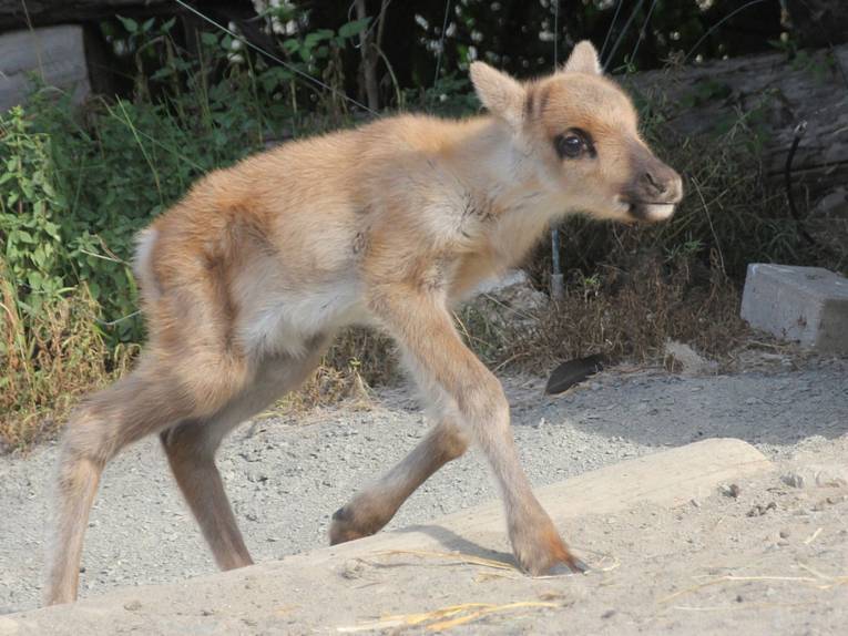 Tierfoto