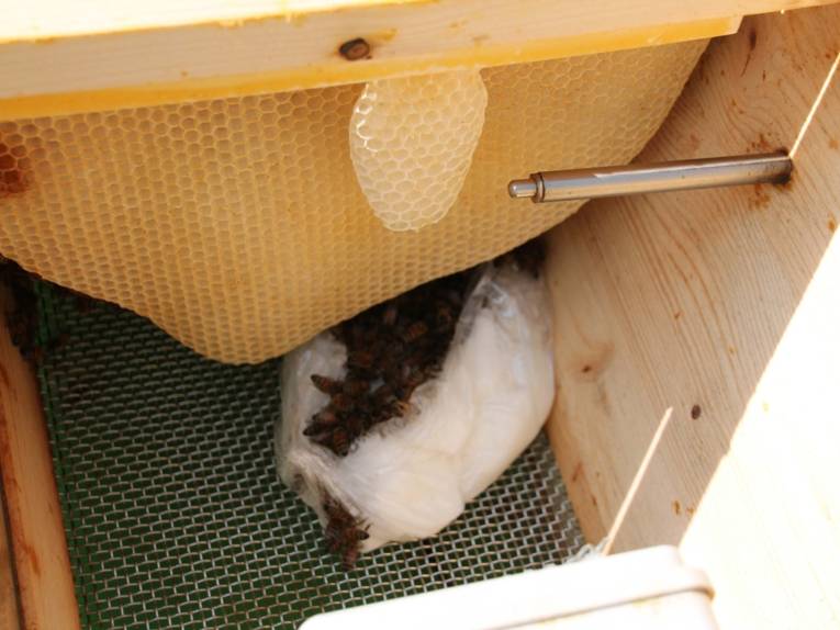Bienen mit einer Wabe hinter einem Glaskasten.