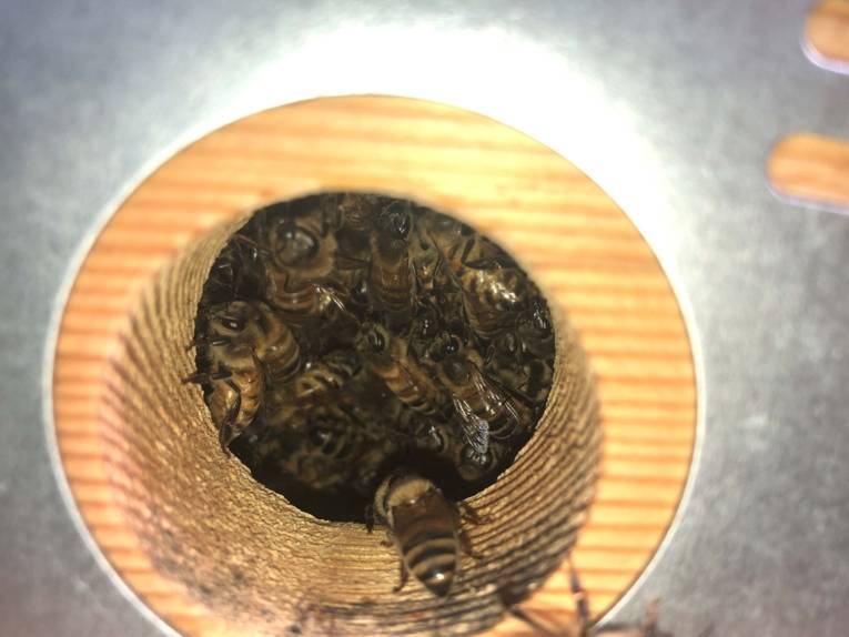 Bienen an einem Loch.
