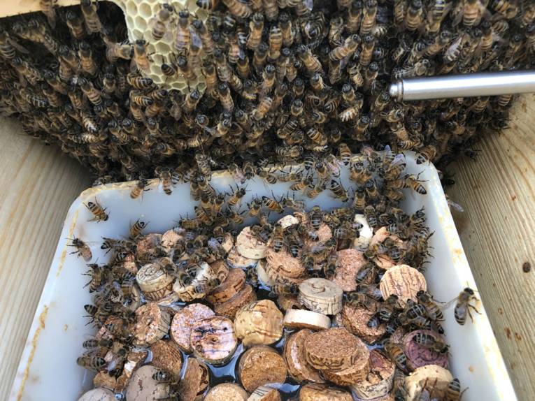 Eine Wanne mit Korkteilen, die vor einem Bienenstock steht. 