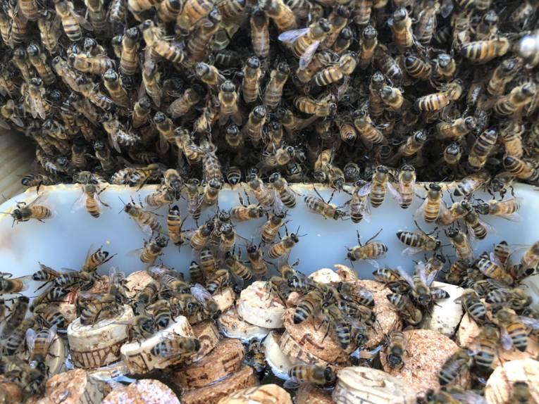 Bienen an einem Trog mit Korkteilen. 