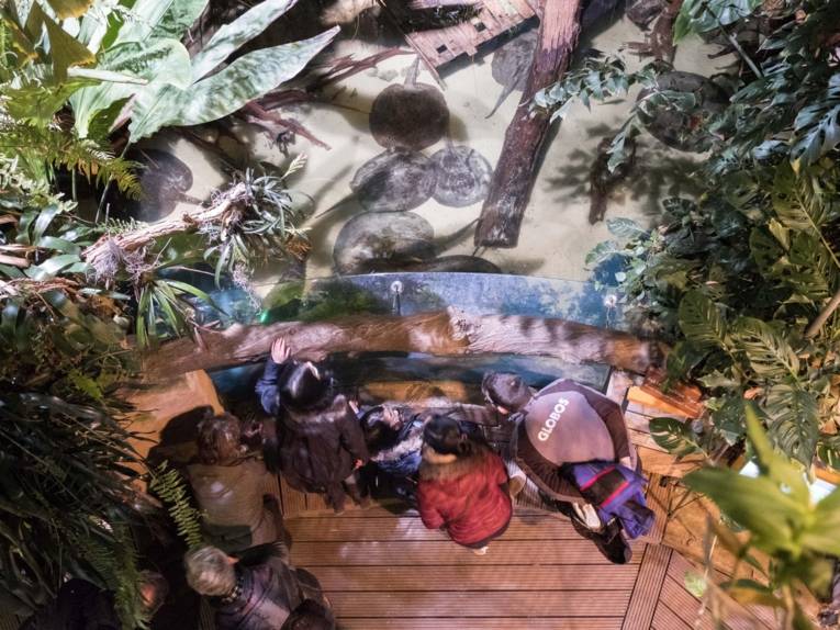 Menschen, die ein Becken mit Rochen beobachten. 