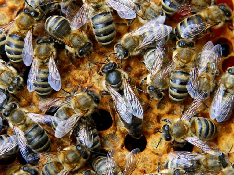 Eine Bienenkönigin sitzt auf einer Bienenwabe und wird von Arbeitsbienen umringt.