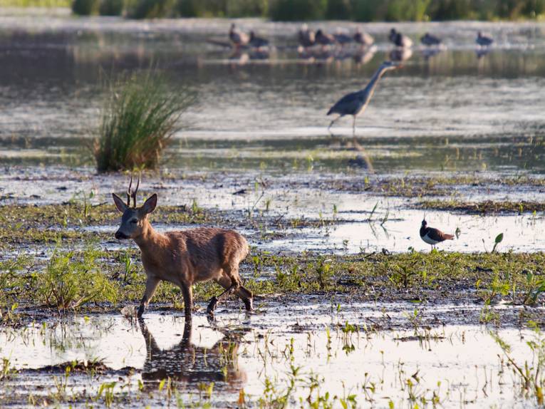 Wildtiere bewegen sich durch die nassen Meerbruchwiesen.