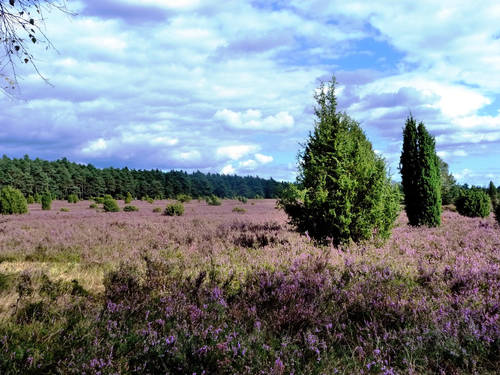 Heidelandschaft und blauer Himmel mit wenigen Wolken. Heidelandschaft und blauer Himmel mit wenigen Wolken.