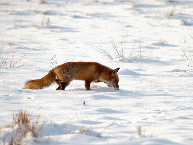 Fuchs Im Schnee Bilder Naturpark Steinhuder Meer Media